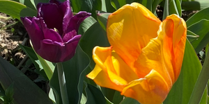 Spring Time